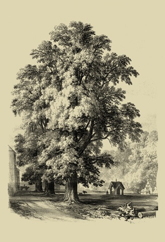 The Elm Tree