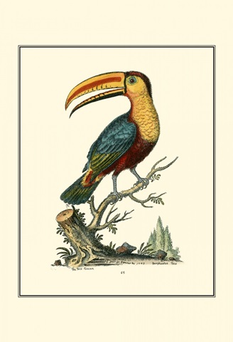 The Toco Toucan