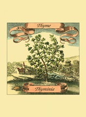 Thyme