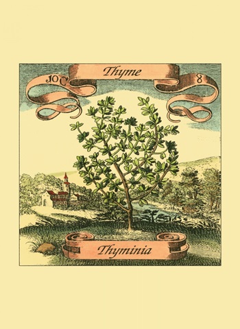 Thyme