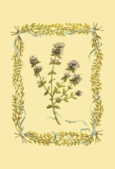 Thyme