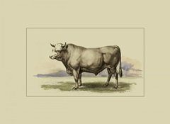 Antique Cow I