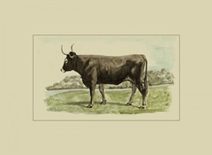 Antique Cow III