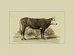 Antique Cow IV