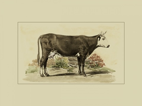 Antique Cow IV