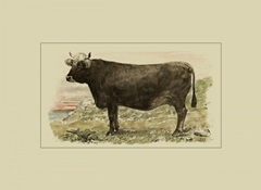 Antique Cow V