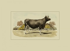 Antique Cow VI