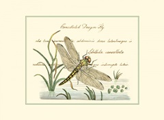 Antique Dragonfly I