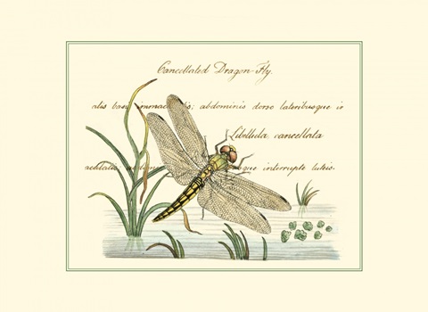 Antique Dragonfly I