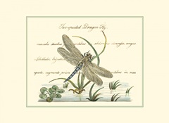 Antique Dragonfly II