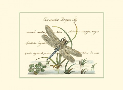 Antique Dragonfly II