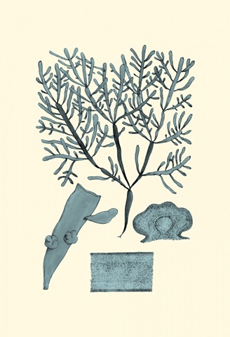 Azure Seaweed II