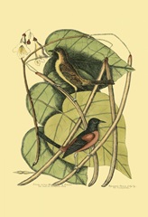 Baltimore Bird and Catalpah