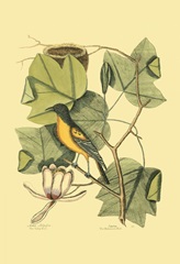 Baltimore Bird and Tulip Tree