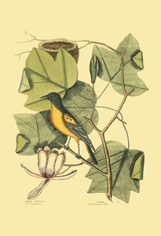 Baltimore Bird and Tulip Tree