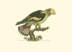 Black-winged Parakeet