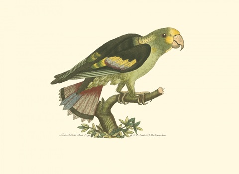 Black-winged Parakeet