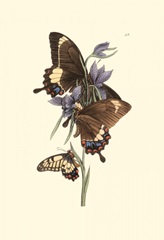 Butterflies and Flora III