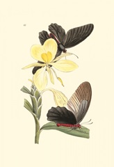 Butterflies and Flora IV