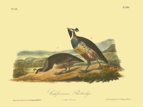 California Partridge