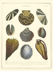 Conchology Collection I