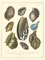 Conchology Collection II