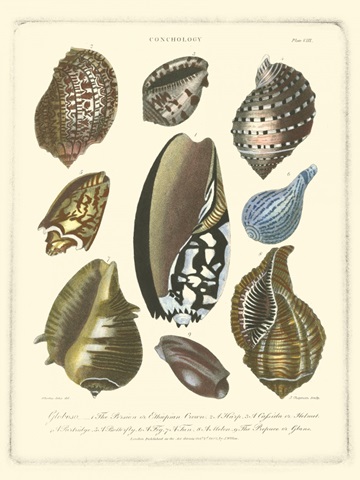 Conchology Collection II