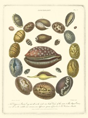 Conchology Collection III