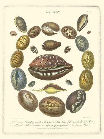 Conchology Collection III
