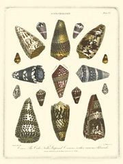 Conchology Collection IV