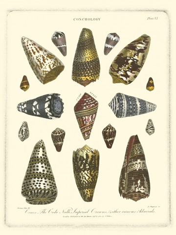 Conchology Collection IV