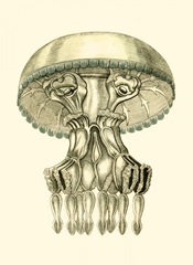 Creatures of the Sea II