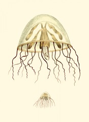 Creatures of the Sea III