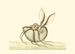 Creatures of the Sea V