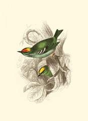 Fire-Crowned and Common Goldcrest