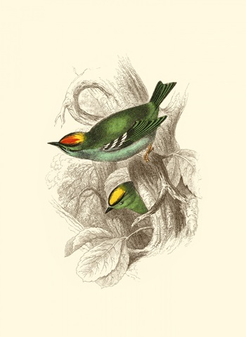 Fire-Crowned and Common Goldcrest
