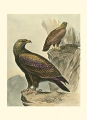 Golden Eagle