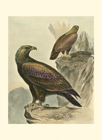 Golden Eagle