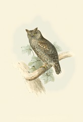 Gould Scops-Eared Owl