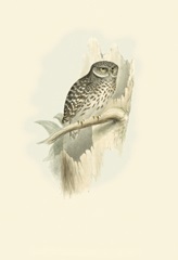 Gould Sparrow Owl