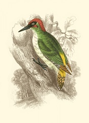 Green Woodpecker