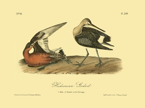 Hudsonian Godwit