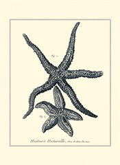 Indigo Starfish I