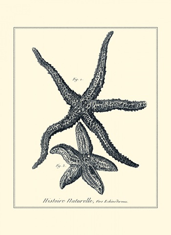 Indigo Starfish I