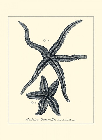 Indigo Starfish II