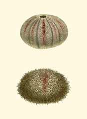 Jewels of the Sea IV