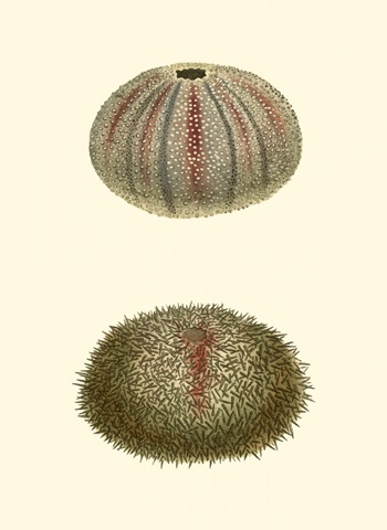 Jewels of the Sea IV