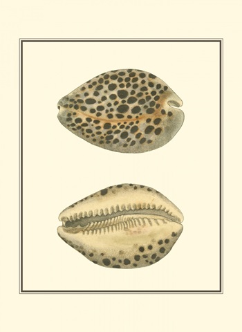 Leopard Cowry Shells