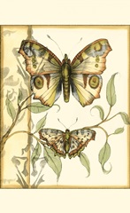 Mini Tandem Butterflies I