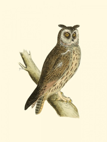 Morris Long Eared Owl